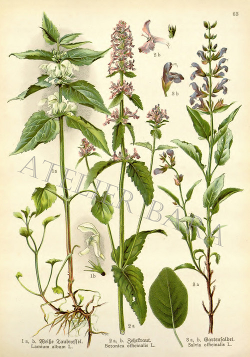 Z herbáře - hluchavka — foto 2