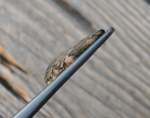 Jaspis leopardí V2075 — foto 2