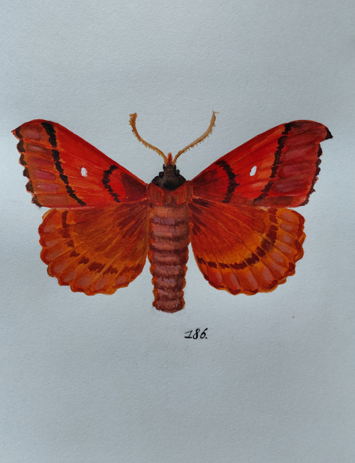 Neznámí lišajové - "č. 186" — foto 2