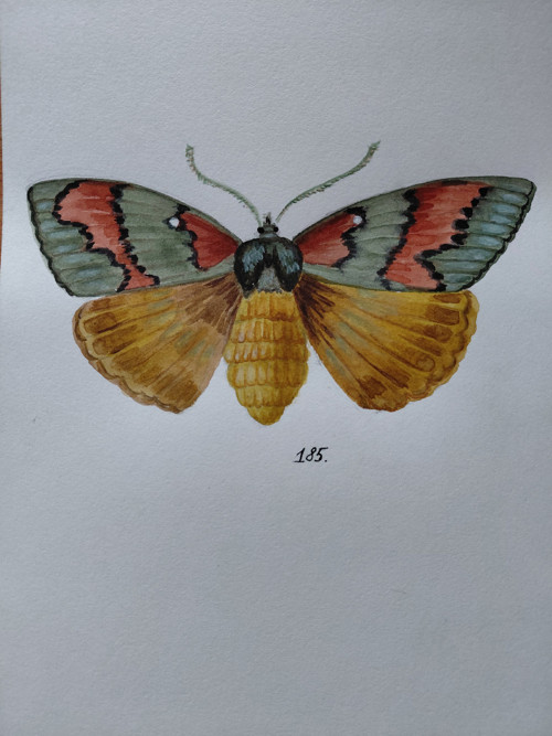 Neznámí lišajové - "č. 185" — foto 4