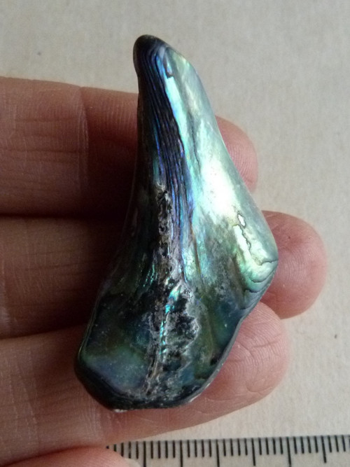 Perleť Paua - 4 cm (P1) — foto 2