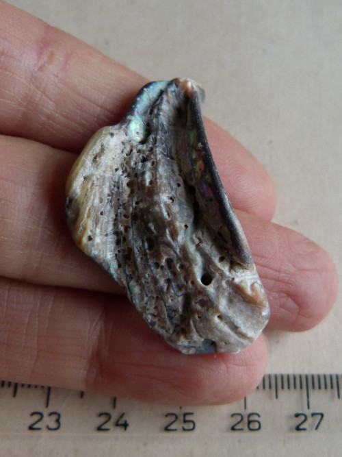 Perleť Paua - 4 cm (P1) — foto 6