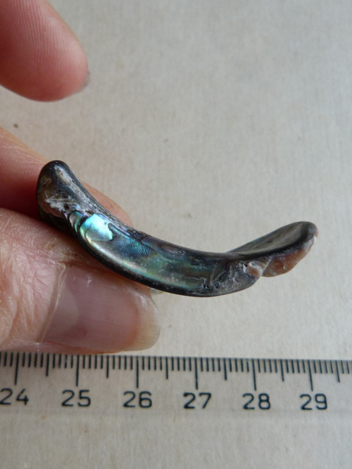 Perleť Paua - 4 cm (P1) — foto 5