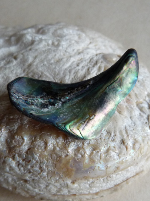 Perleť Paua - 4 cm (P1) — foto 4