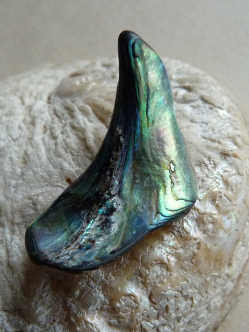 Perleť Paua - 4 cm (P1) — foto 3