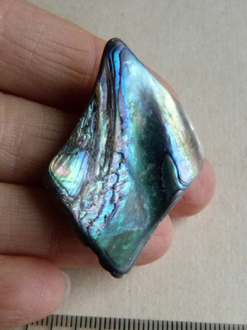 Perleť Paua - 4,1 cm (P2) — foto 2