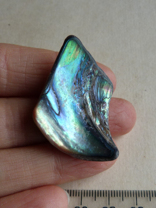 Perleť Paua - 4,1 cm (P2) — foto 3