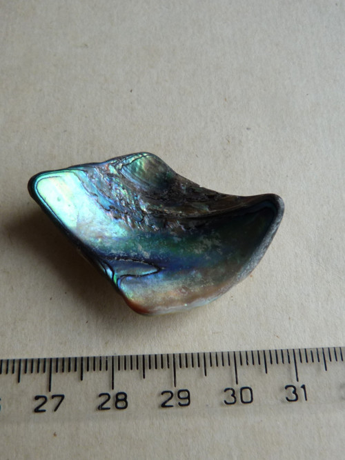 Perleť Paua - 4,1 cm (P2) — foto 4