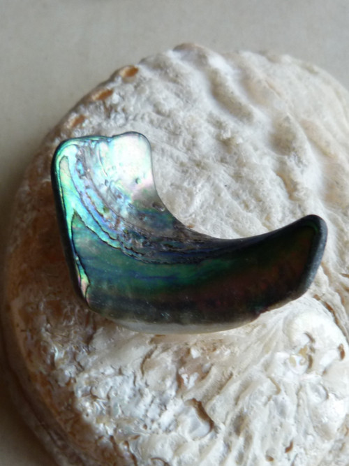 Perleť Paua - 4,5 cm (P3) — foto 4