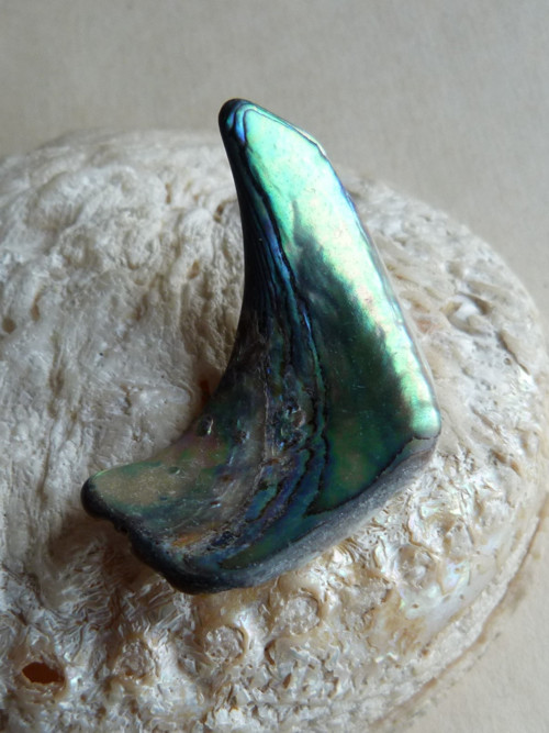 Perleť Paua - 4,5 cm (P3) — foto 3
