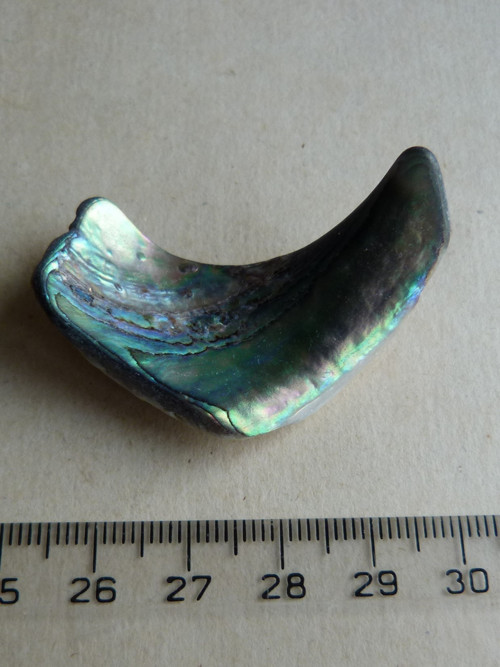 Perleť Paua - 4,5 cm (P3) — foto 5