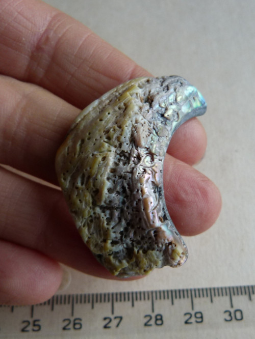 Perleť Paua - 4,5 cm (P3) — foto 6