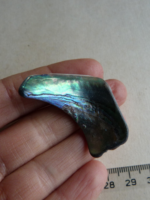 Perleť Paua - 4,5 cm (P3) — foto 2