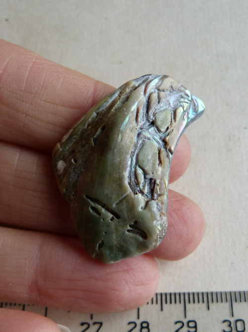 Perleť Paua - 3,8 cm (P4) — foto 6