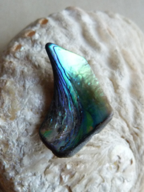 Perleť Paua - 3,8 cm (P4) — foto 4