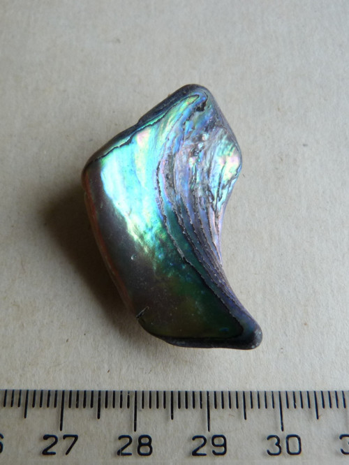 Perleť Paua - 3,8 cm (P4) — foto 3