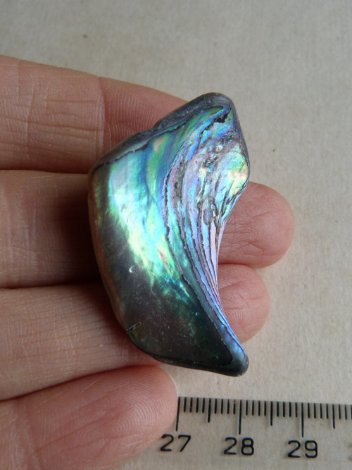 Perleť Paua - 3,8 cm (P4) — foto 2