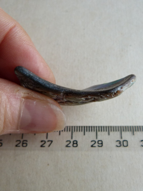 Perleť Paua - 3,8 cm (P4) — foto 5