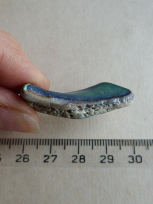 Perleť Paua - 4 cm (P5) — foto 5