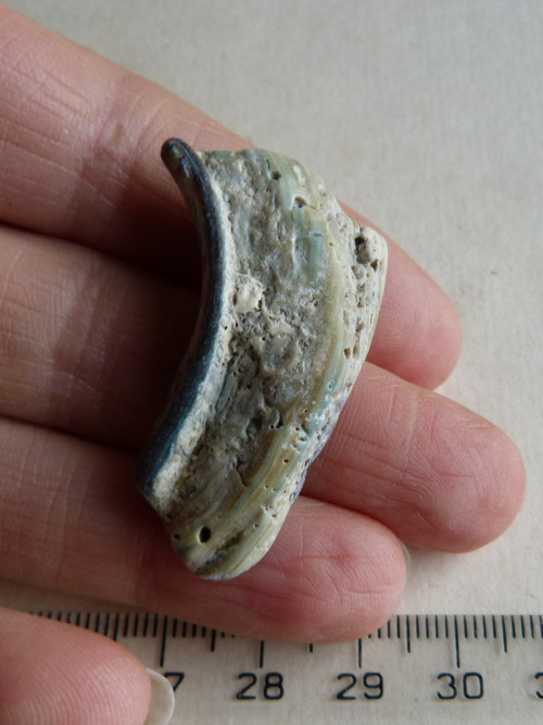 Perleť Paua - 4 cm (P5) — foto 6
