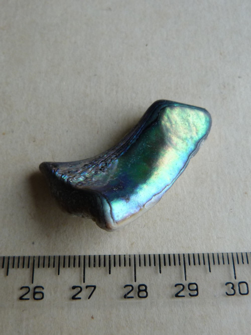 Perleť Paua - 4 cm (P5) — foto 3