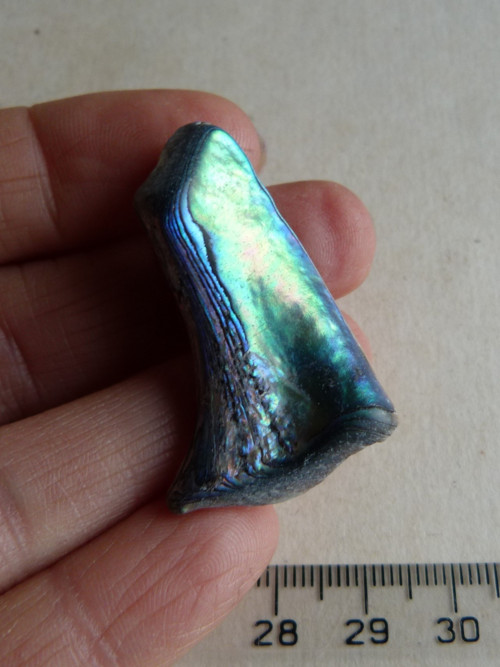 Perleť Paua - 4 cm (P5) — foto 2