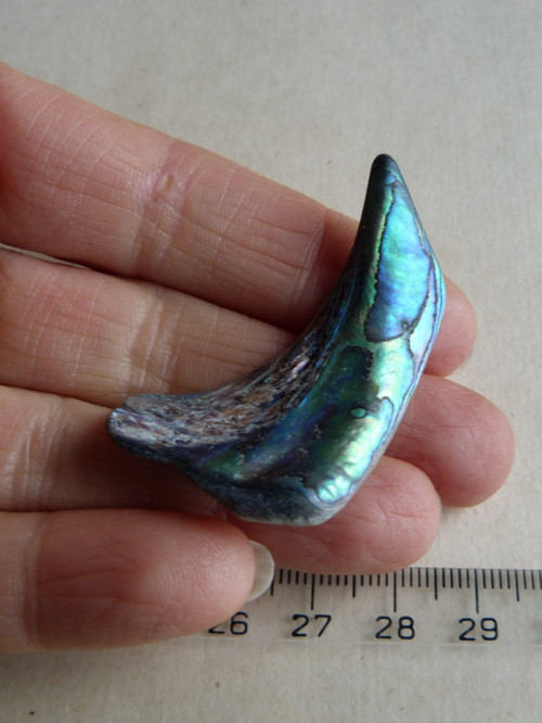 Perleť Paua - 4,5 cm (P6) — foto 5