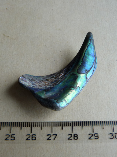 Perleť Paua - 4,5 cm (P6) — foto 2