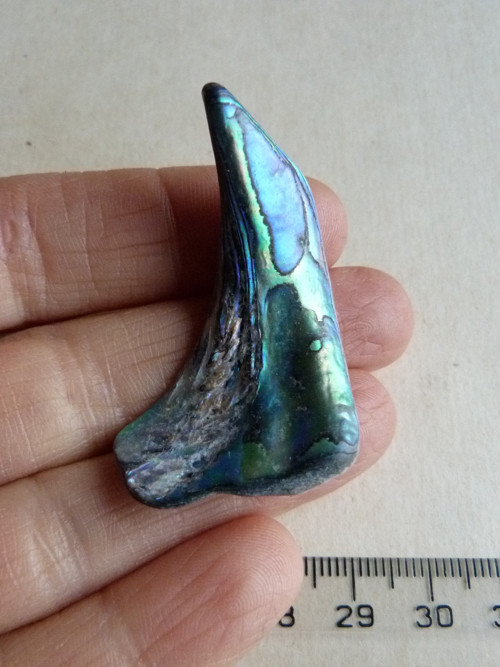 Perleť Paua - 4,5 cm (P6) — foto 4