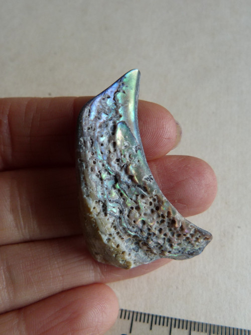 Perleť Paua - 4,5 cm (P6) — foto 6