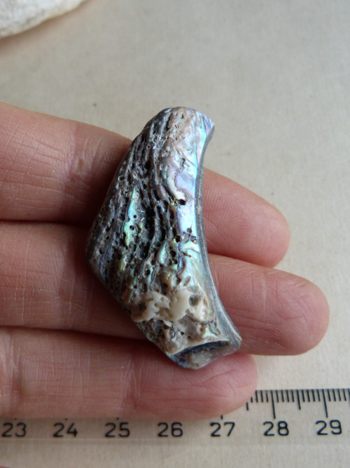 Perleť Paua - 4,5 cm (P7) — foto 6