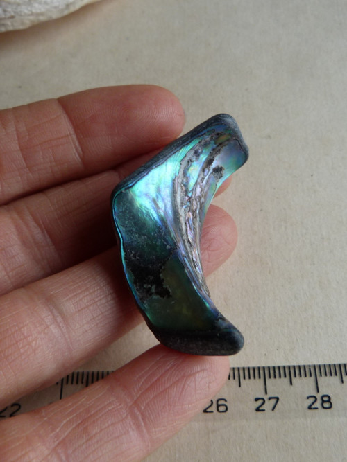 Perleť Paua - 4,5 cm (P7) — foto 4