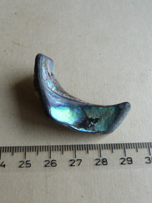 Perleť Paua - 4,5 cm (P7) — foto 2