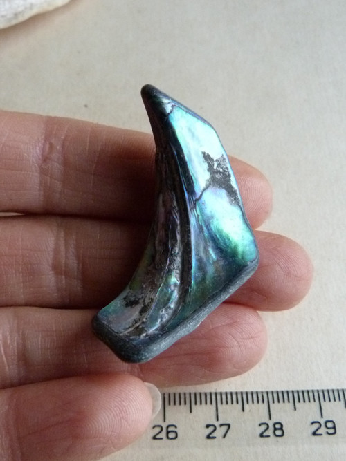 Perleť Paua - 4,5 cm (P7) — foto 3