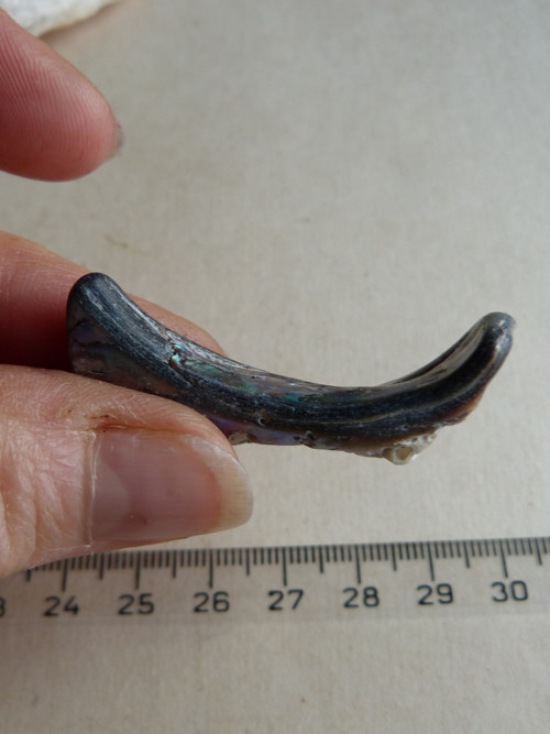Perleť Paua - 4,5 cm (P7) — foto 5