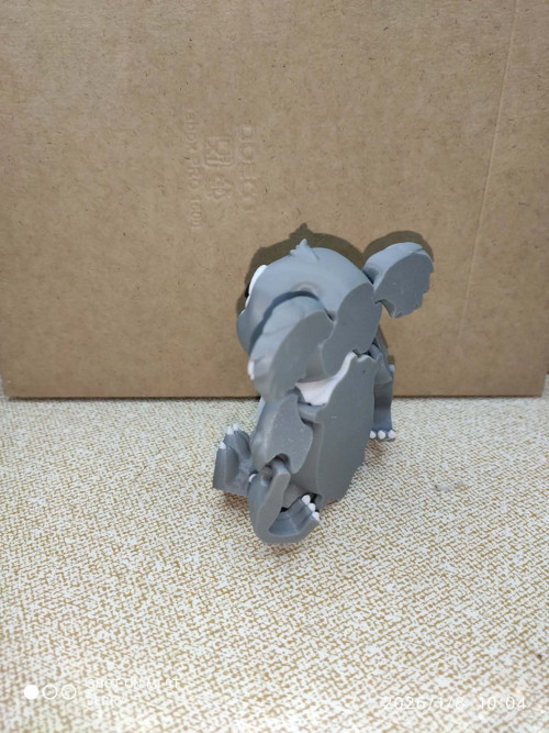 Koala — foto 2