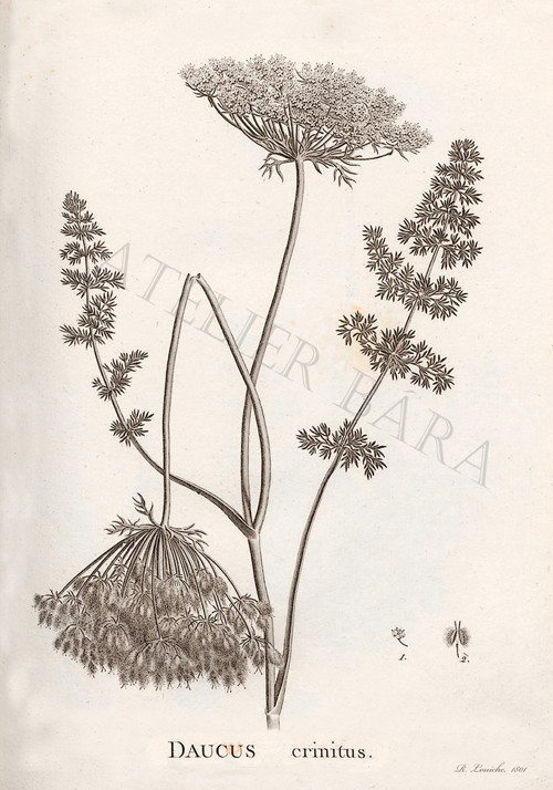 Z herbáře - africká mrkev — foto 2