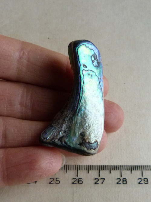 Perleť Paua - 4,6 cm (P8) — foto 6
