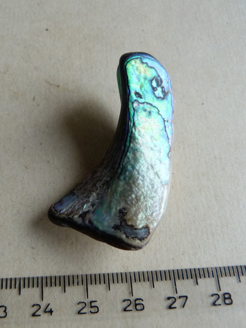 Perleť Paua - 4,6 cm (P8) — foto 4