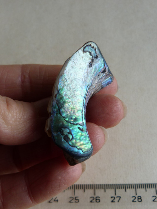 Perleť Paua - 4,6 cm (P8) — foto 2