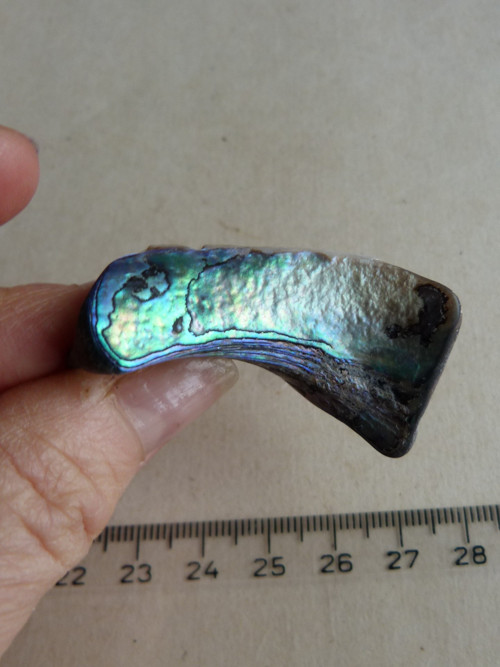 Perleť Paua - 4,6 cm (P8) — foto 3