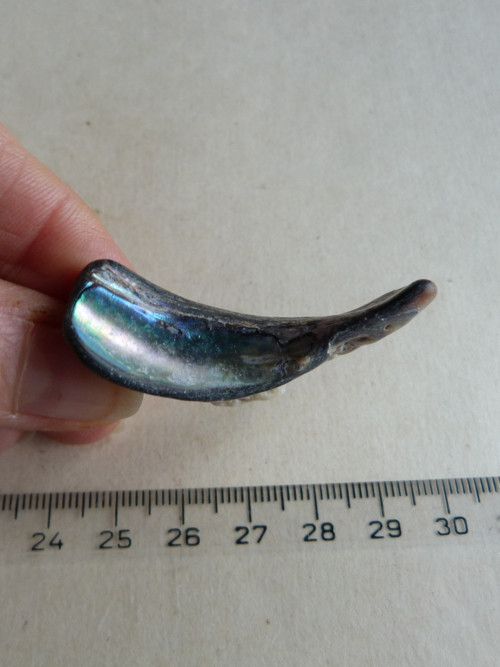Perleť Paua - 4,6 cm (P8) — foto 5