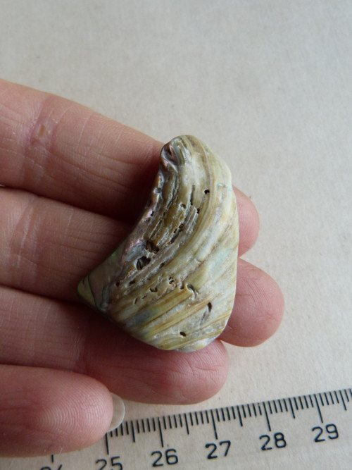 Perleť Paua - 4 cm (P9) — foto 6