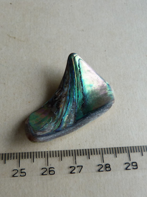 Perleť Paua - 4 cm (P9) — foto 4