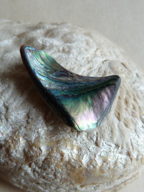 Perleť Paua - 4 cm (P9) — foto 2