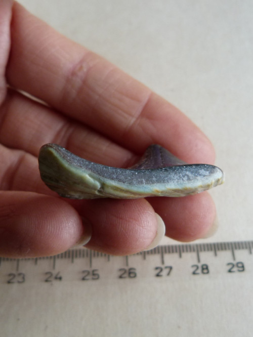 Perleť Paua - 4 cm (P9) — foto 5