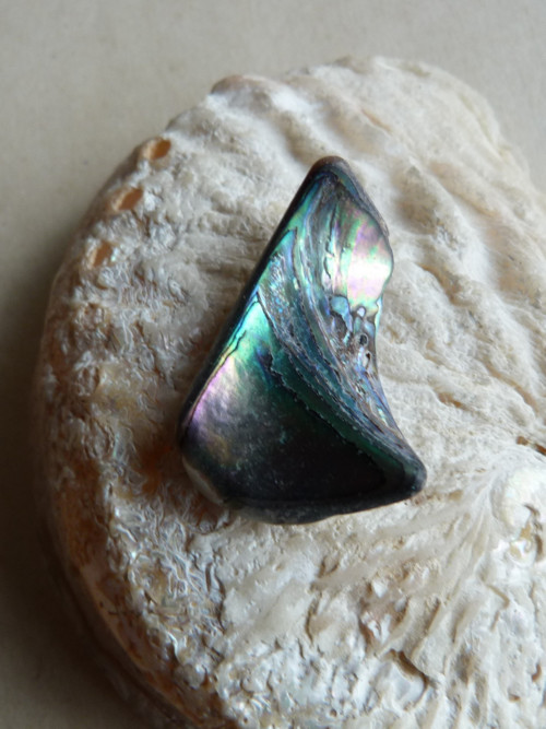 Perleť Paua - 4 cm (P9) — foto 3