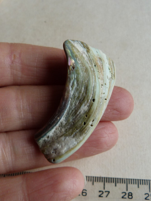 Perleť Paua - 5 cm (P10) — foto 6