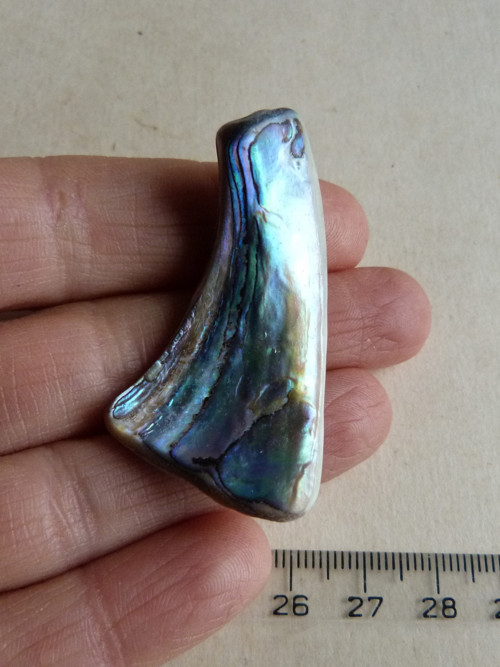Perleť Paua - 5 cm (P10) — foto 2