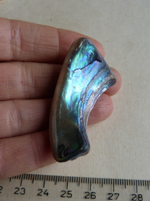 Perleť Paua - 5 cm (P10) — foto 3